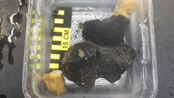 Media type: image;   Invertebrate Zoology 153104 Description: live specimen;